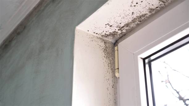 Best Mold Remediation  in Redland, MD