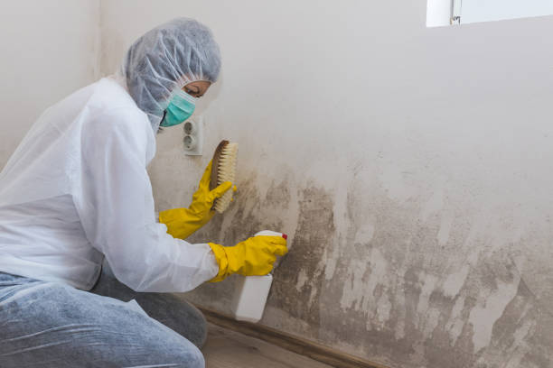 Best Mold Damage Repair  in Redland, MD