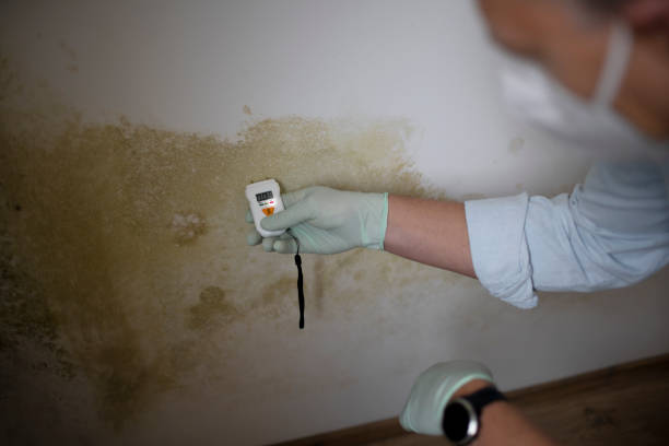 Best Residential Mold Removal  in Redland, MD