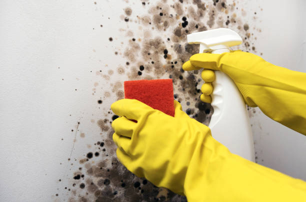 Best Office Mold Removal Services  in Redland, MD