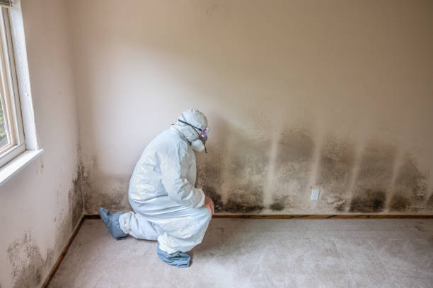 Best Emergency Mold Removal  in Redland, MD