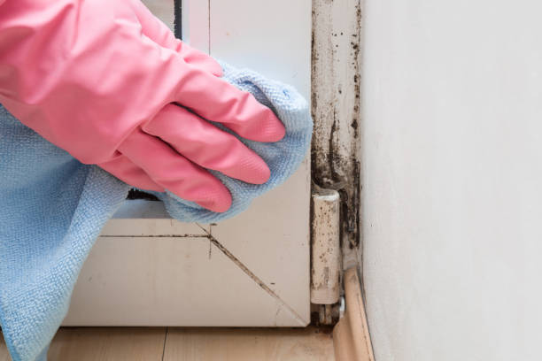 Best Home Mold Removal  in Redland, MD