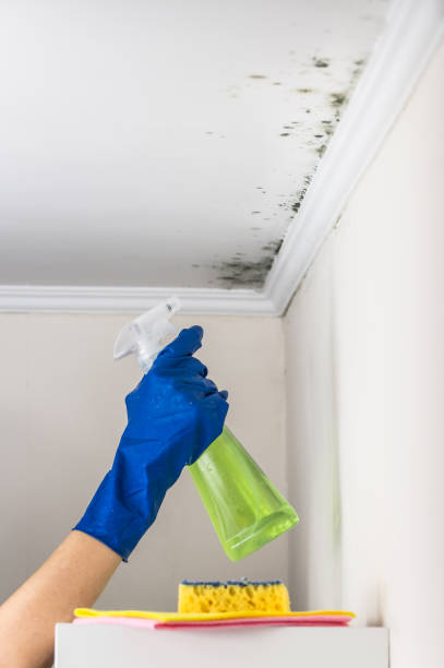 Best Emergency Mold Removal  in Redland, MD